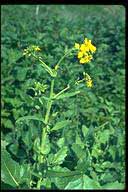 Brassica rapa (a related species)