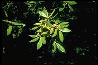 Lithocarpus densiflora var. echinoides