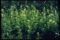 Polygonum phytolaccifolium