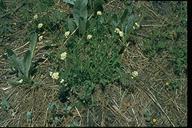 Valeriana capitata ssp. californica/Valeriana californica